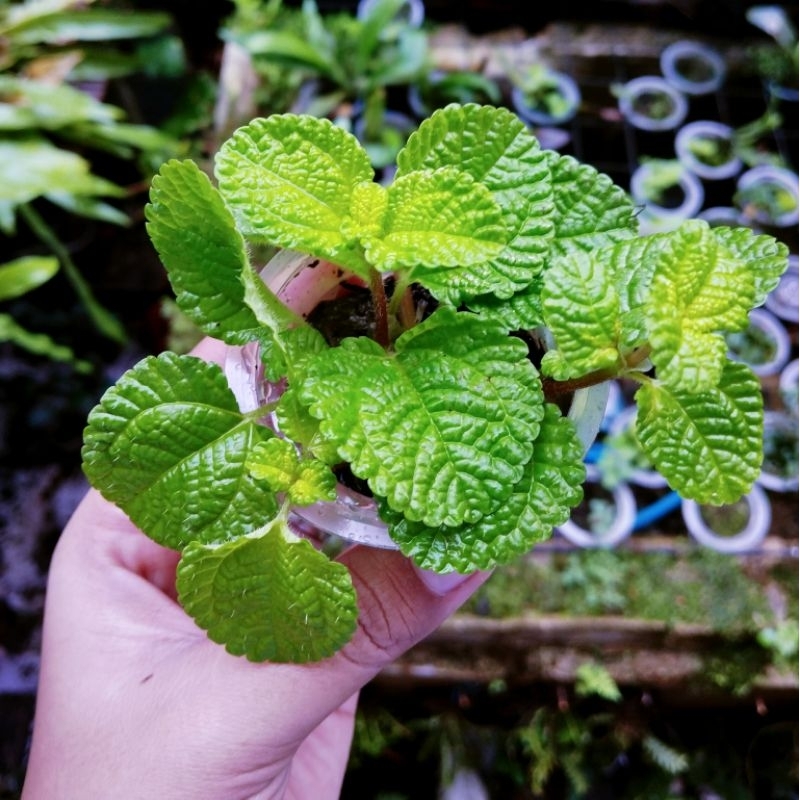 Tanaman Rambat Peppermint Darat Hiasan Paludarium Terarrium Jungle Plant