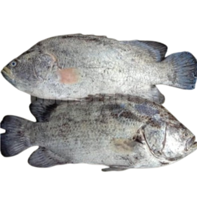

Ikan Kakap Hitam Segar Black Snnaper Seafood Ikan Laut Segar 1Kg