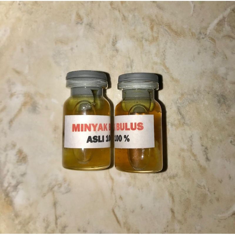 Minyak Bulus Asli Original