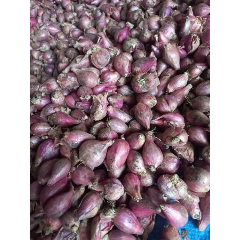 

Bawang merah kecil sedang 1000gram