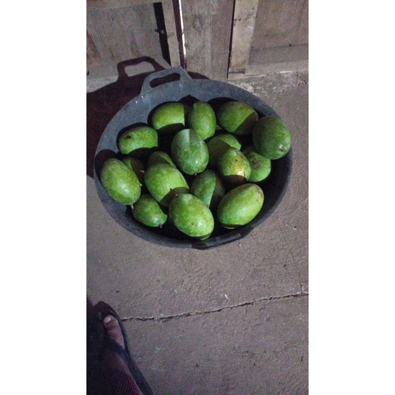 

buah alpukat mentega segar 1kg premium