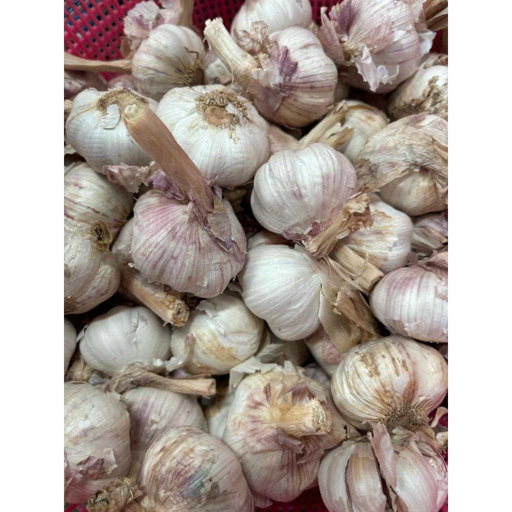 

Bawang Putih Banci/Honam 5kg/10kg