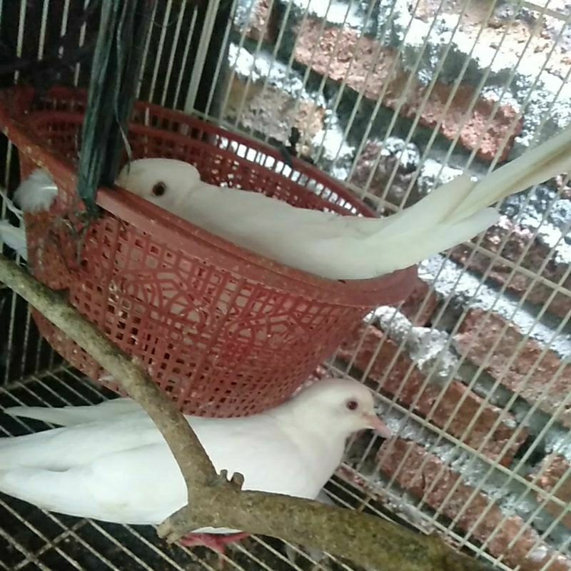 sepasang burung puter babuan baby sister untuk mengerami telur tekukur atau perkutut
