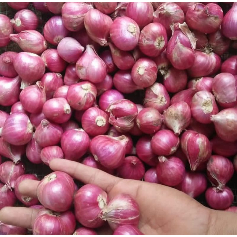 

Bawang Merah Super Grade A