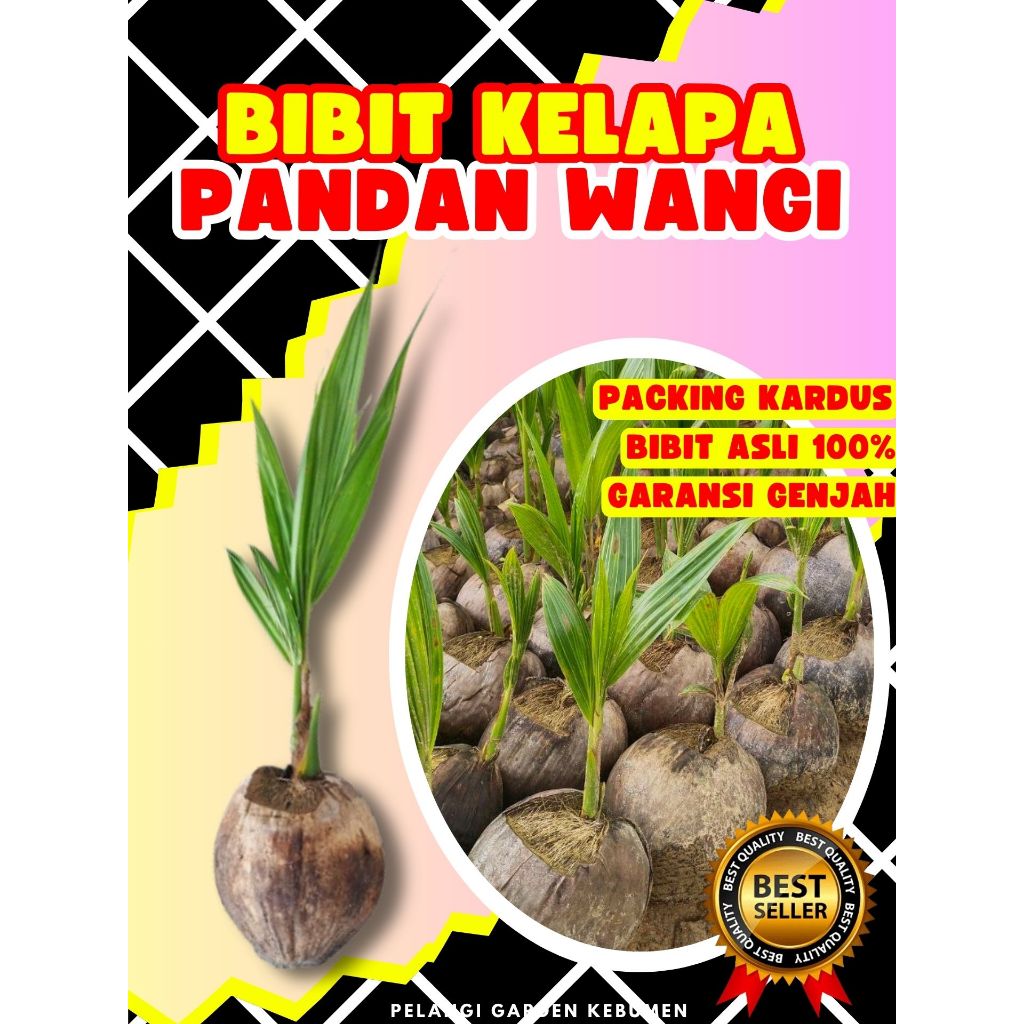 GARANSI KEASLIAN  Bibit Buah Kelapa Pandan Wangi Bersertifikat, Bibit Buah Kelapa Pandan Wangi Duria