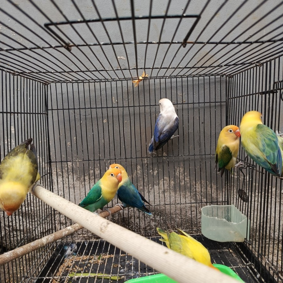 Paket Aviary 4 Pasang Burung Lovebird Indukan Warna Biola PB Euwing Aqua Bio PB Bio Euwing