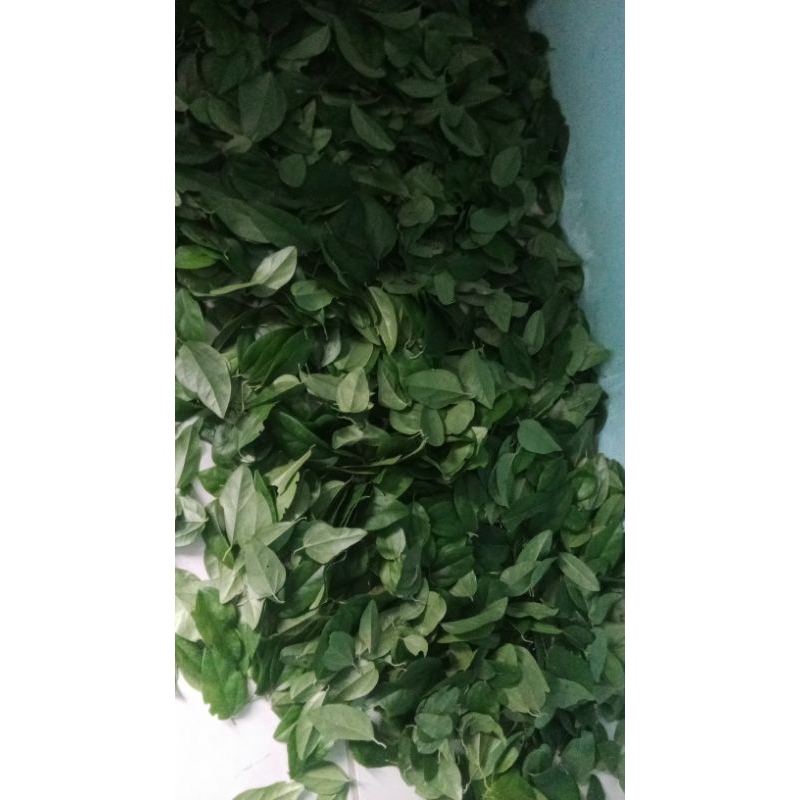 

daun cincau jelly segar 250gr