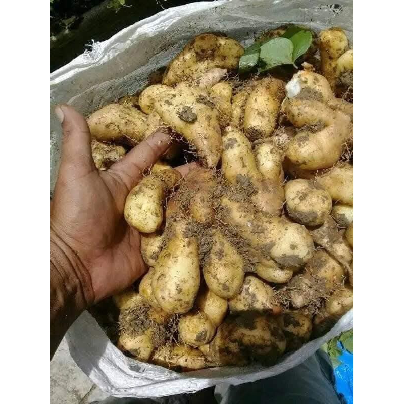 

UBI GEMBILI 1KG