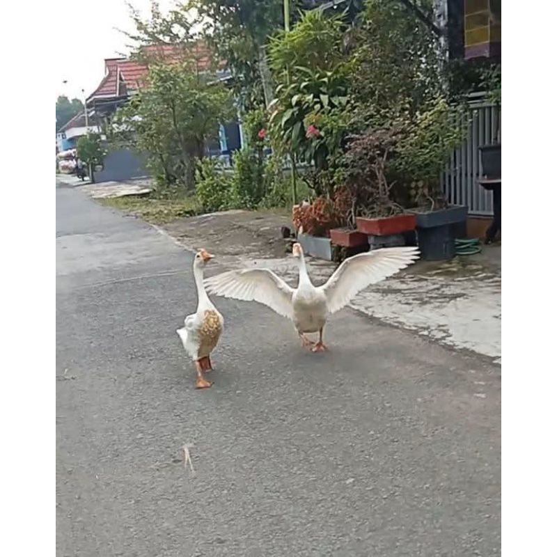 Angsa Siap produksi Jantan & Betina.