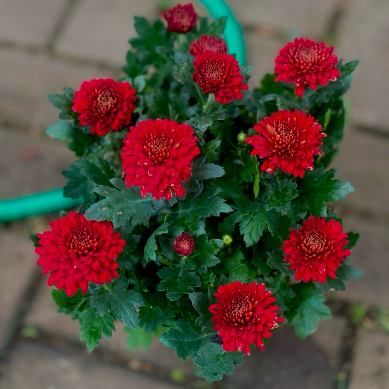 tanaman krisan merah sudah berbunga atau kuncup plus pot