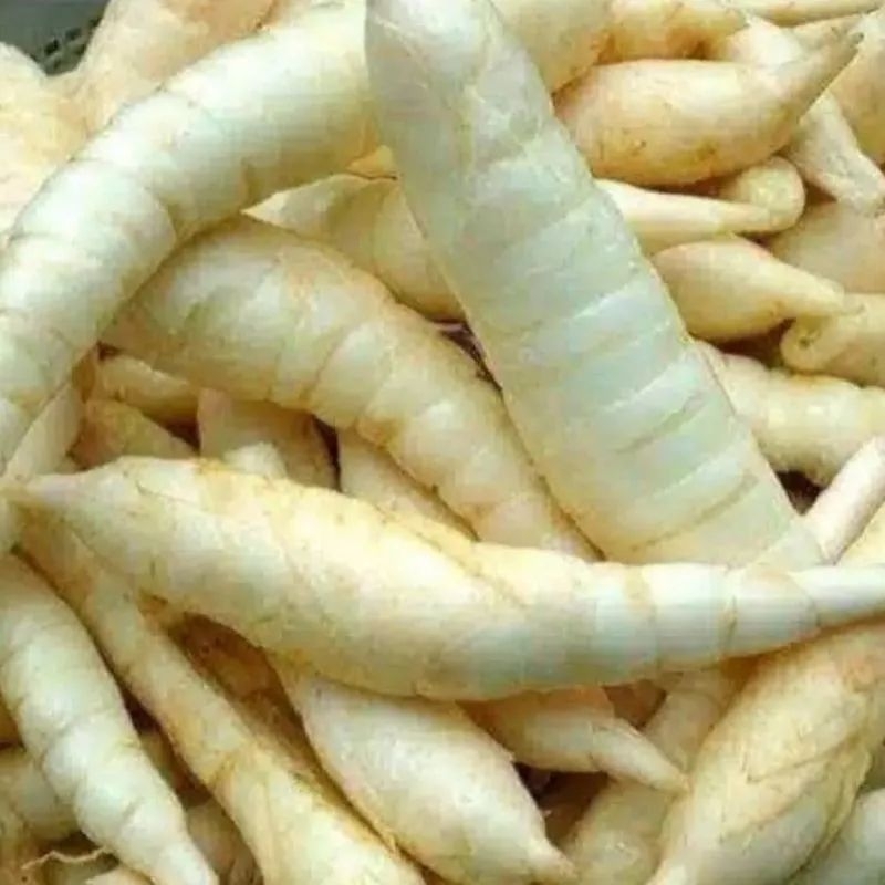 

umbi garut segar 1kg termurah