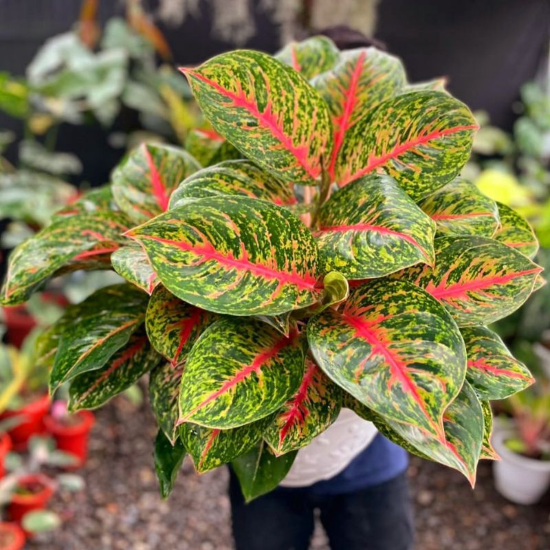 Tanaman Hias Aglonema Big Papa Lokal / Aglonema Merah / Tanaman Hias Bunga Aglaonema Murah Merah BUK