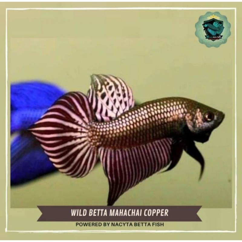 Wild Betta Mahachai Copper