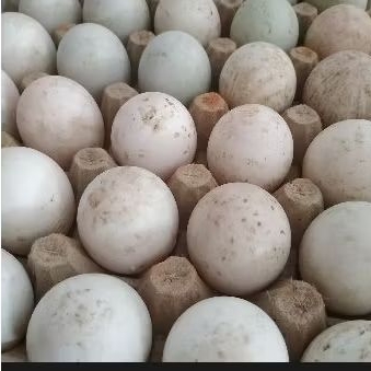 

telur bebek per papan