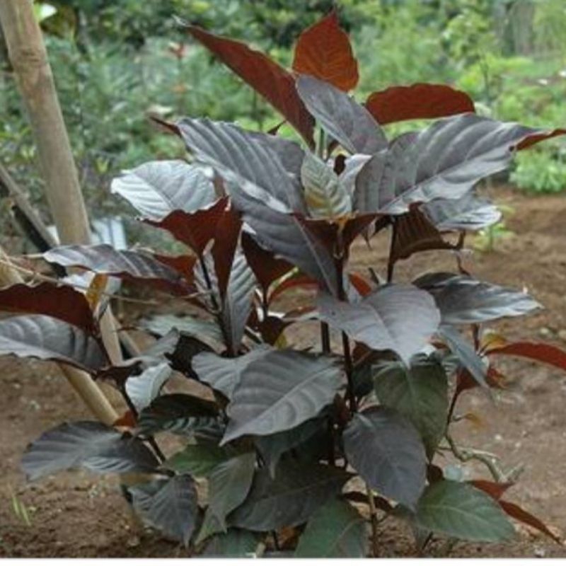 

Daun Ungu - Daun Handeulem/Graptophyllum pictum - obat Herbal Ambeien - Wasir 100 gram