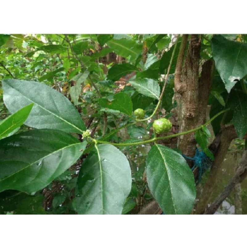 

herbal alami yang langka daun mengkudu 250 Gram