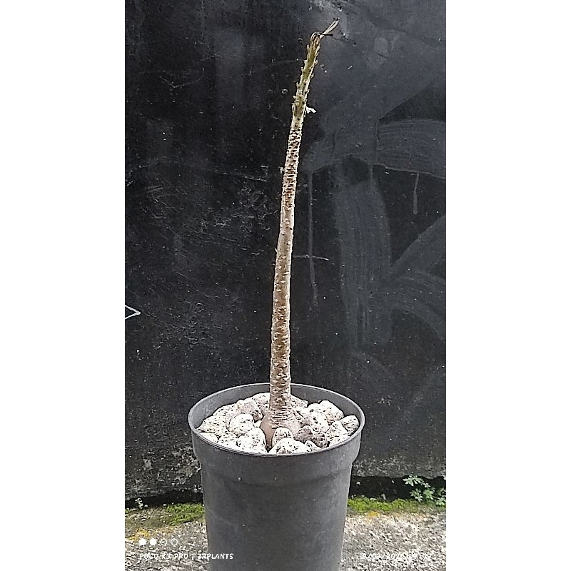 Adenium socotranum