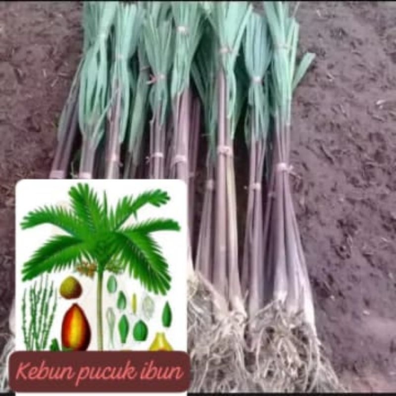 

bibit sereh wangi herbal 10 pcs