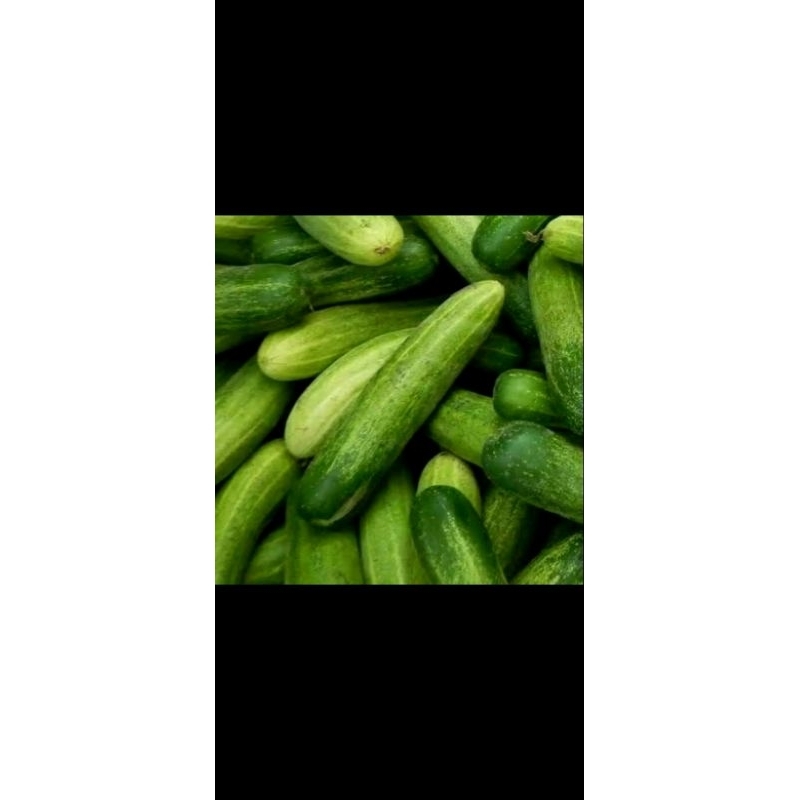 

timun