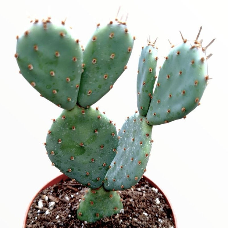 OPUNTIA BLUE