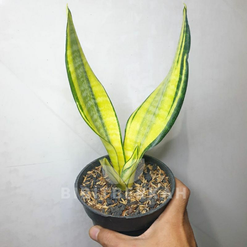 Sansevieria Golden Asahi / Futura Hendrika - Tanaman Hias Sansivera Lidah Mertua