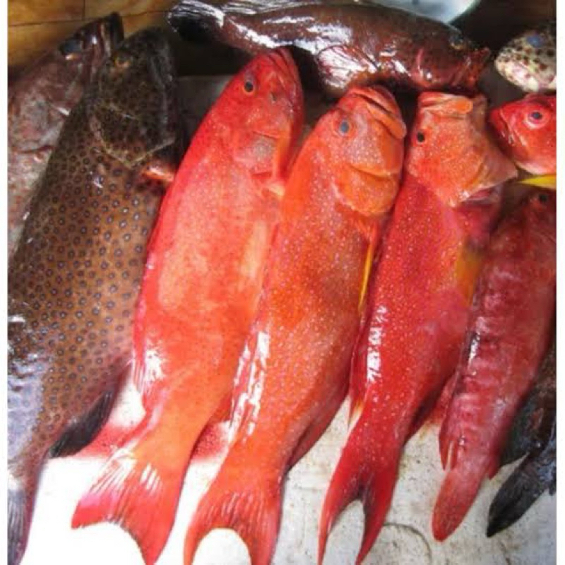 

Ikan Sunu