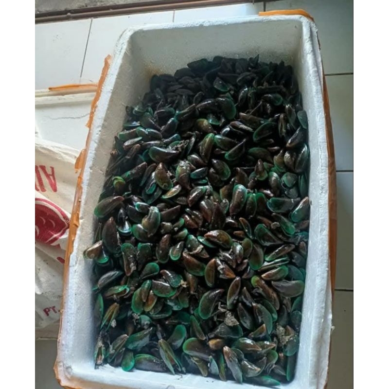 

Kerang Hijau 1kg
