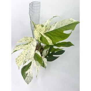 tanaman hias epipremnum pinnatum marble