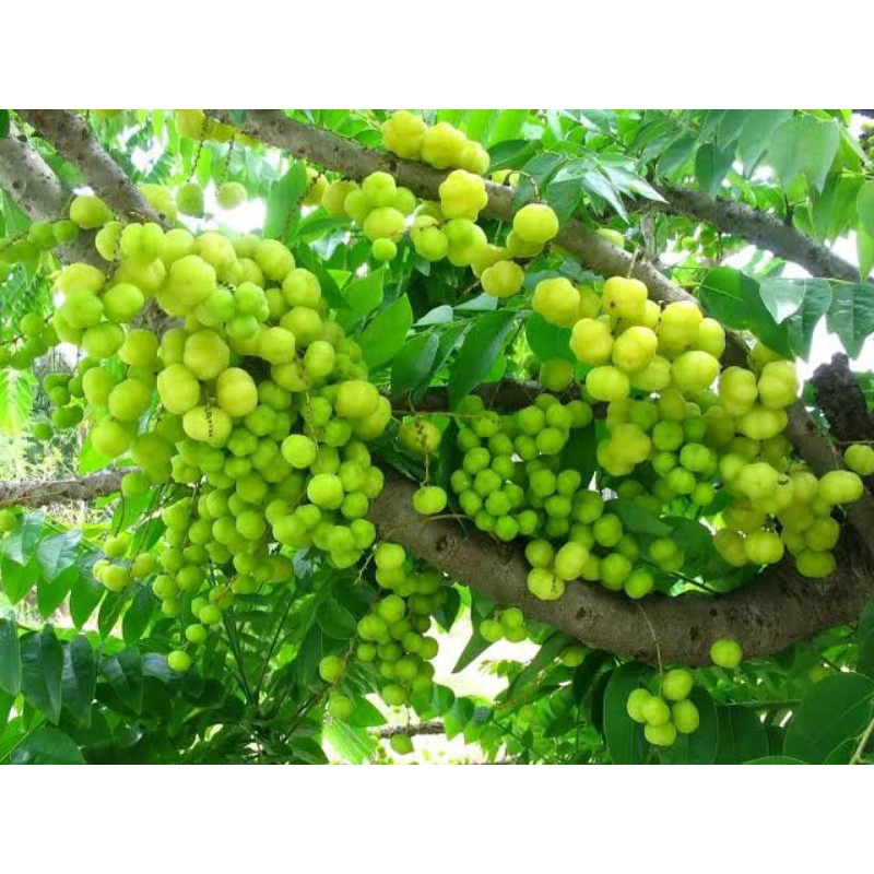 

DAUN CEREMAI SEGAR MURAH(300g)