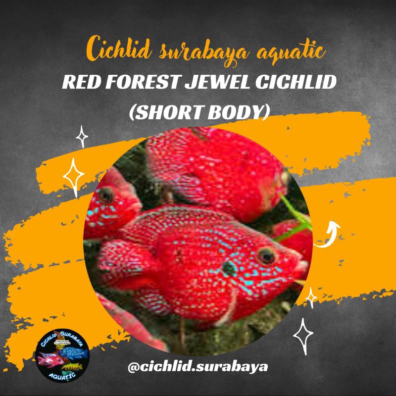 Red jewel short body cichlid