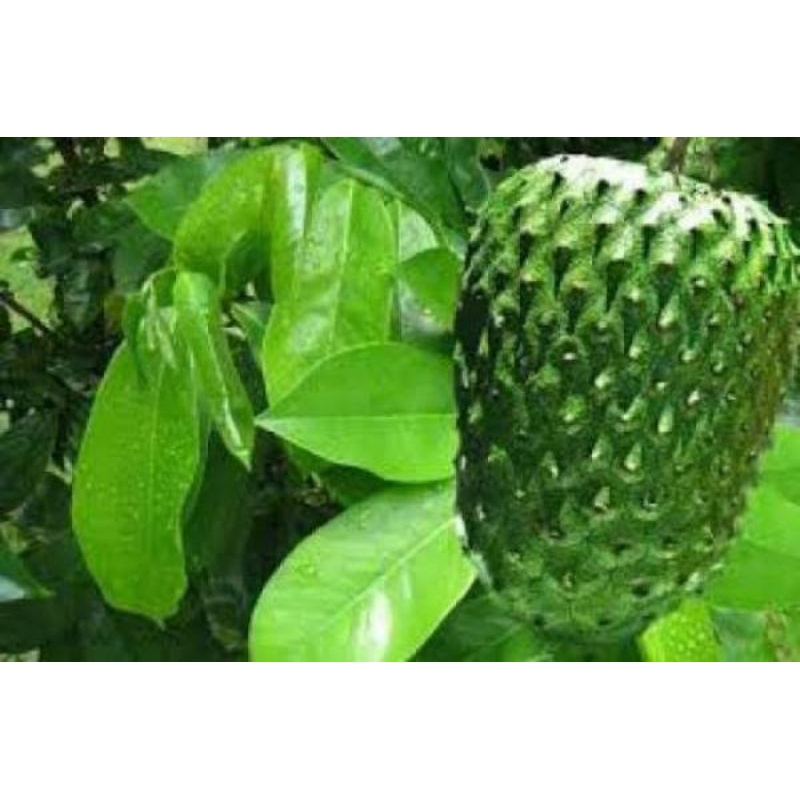 

MURAH DAUN SIRSAK SEGAR (100lembar)