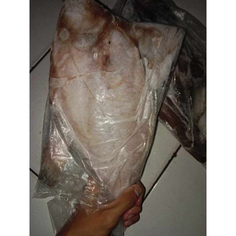 

Ikan Sebelah 1Kg / Segar Fresh Hasil Laut Harian BERGARANSI