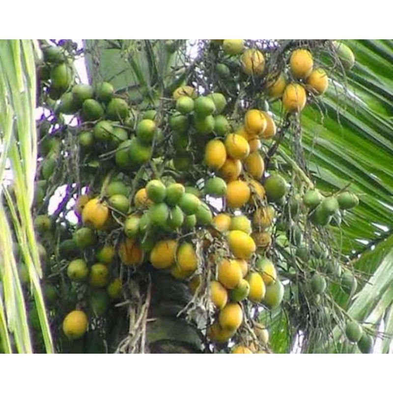 

Jambe muda Jambe kering 250 gram