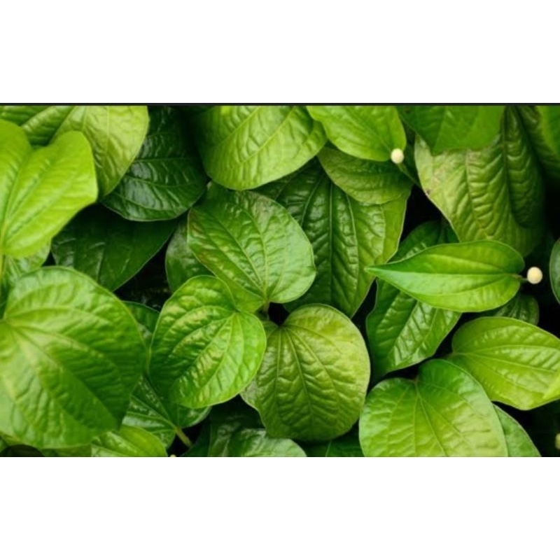 

daun sirih herbal segar 250 gram