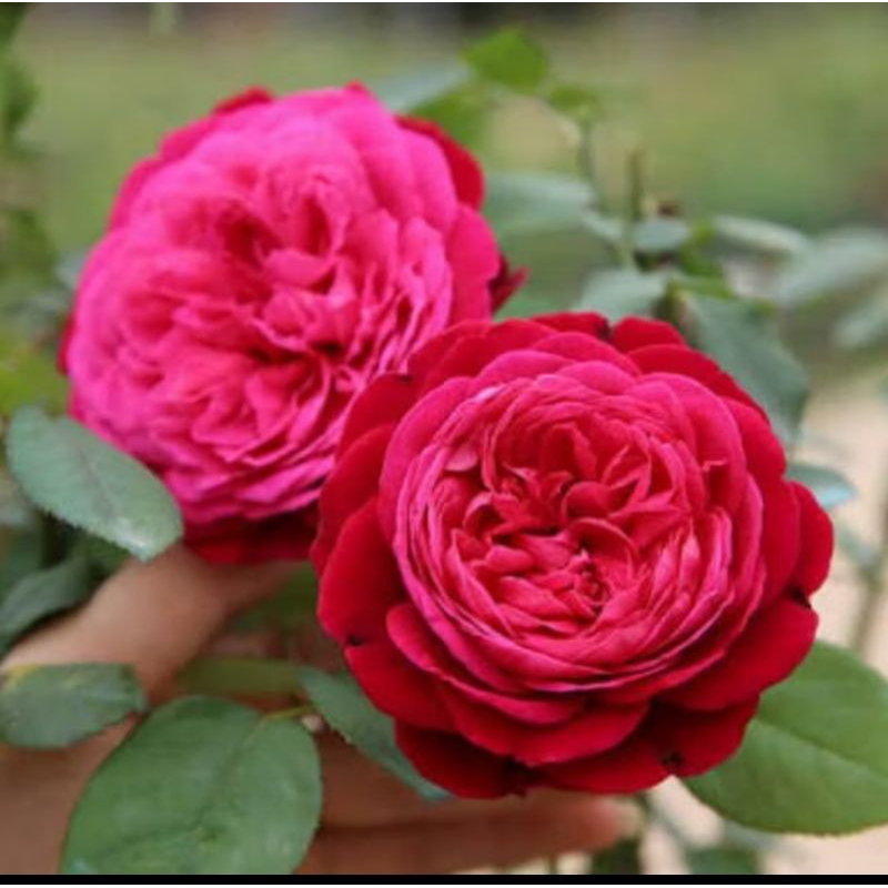 4 Benih Biji Mawar Excelsa/ Mawar Wangi