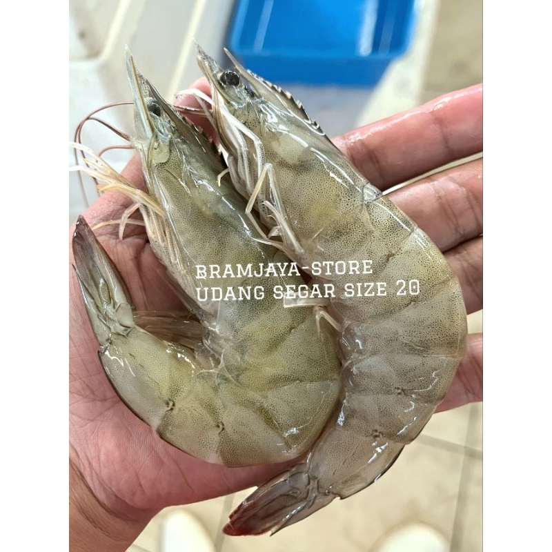 

UDANG FRESH SUPER BESAR size20-22 BisaDikupaskan