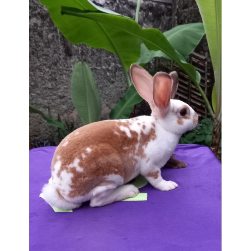 Kelinci Rex bulu karpet jantan remaja (6).