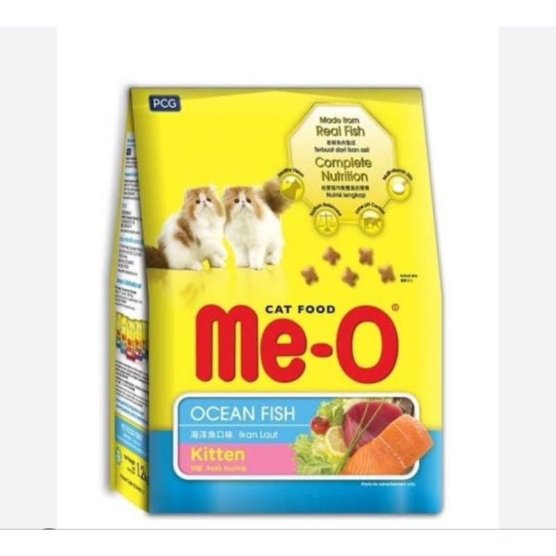 Meo kitten