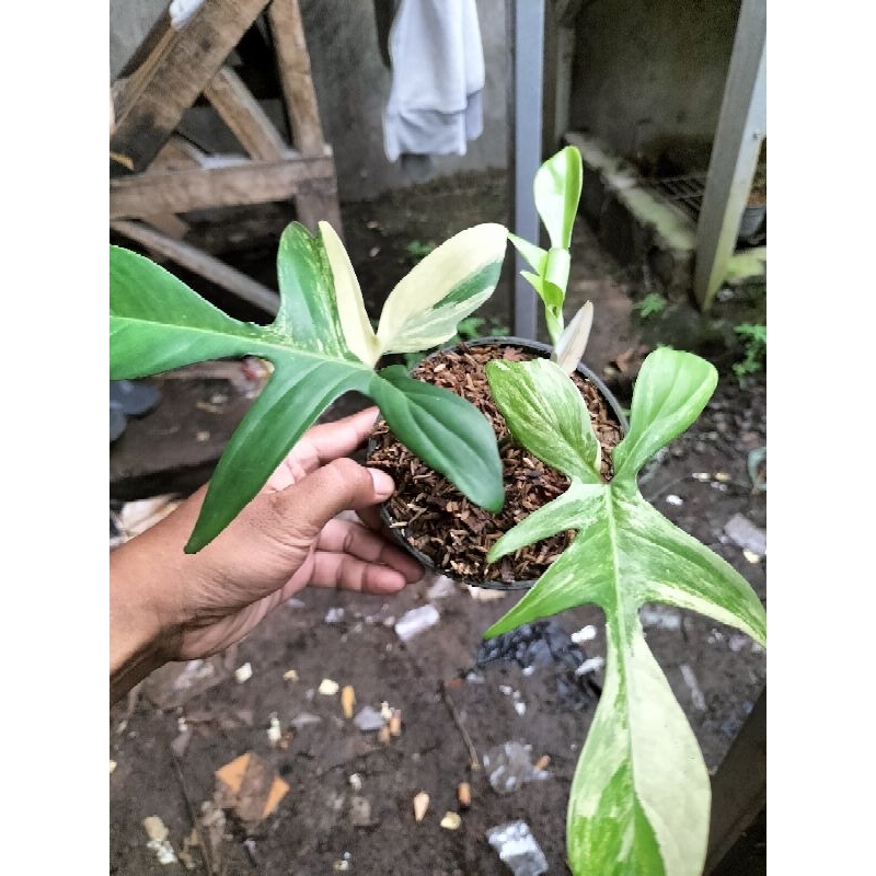 Flobe varigata
