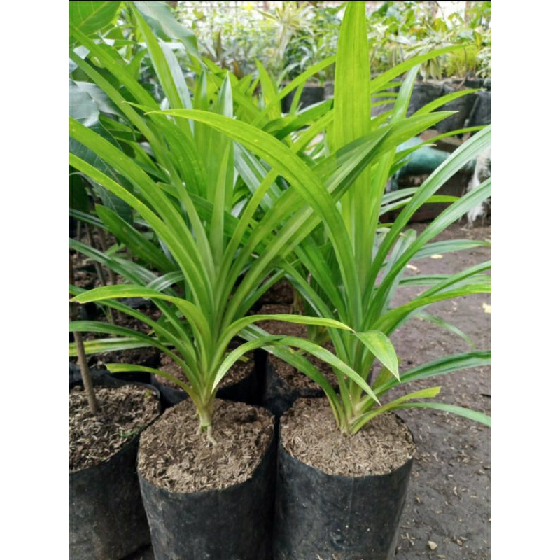 TANAMAN HERBAL PANDAN WANGI BESAR POHON PANDAN WANGI POHON PANDAN