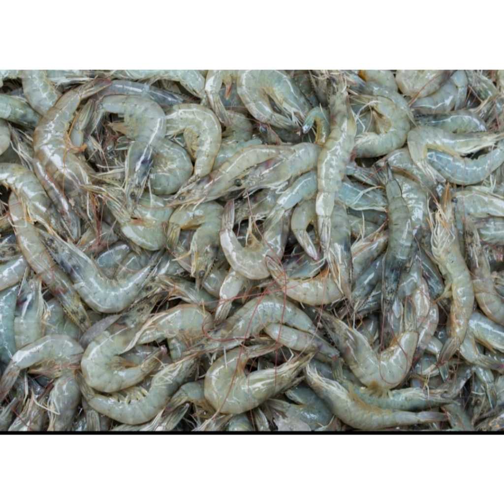 

UDANG FRESH FROZEN 500 GR UDANG VANAME