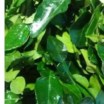 

Daun jeruk 1pack