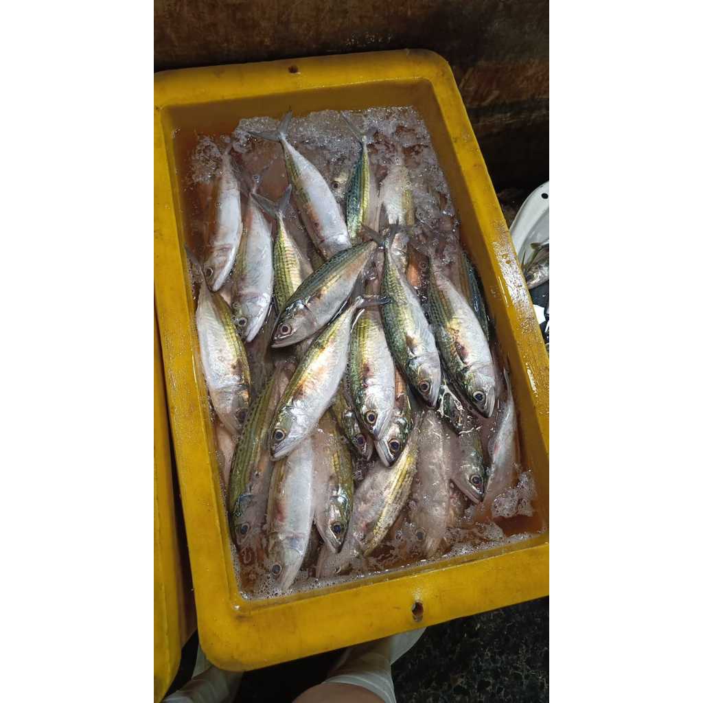 

IKAN KEMBUNG BANJAR