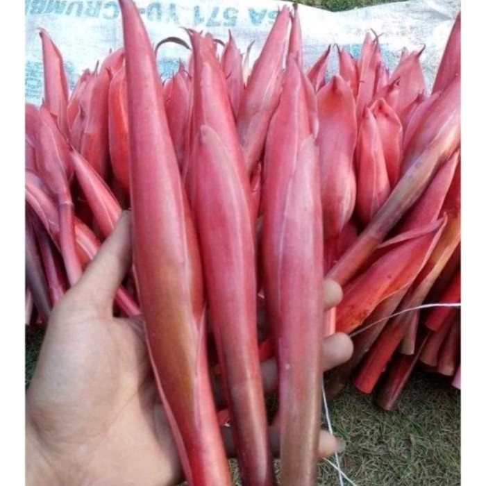 

Bunga kuncup kecombrang segar per satu buah