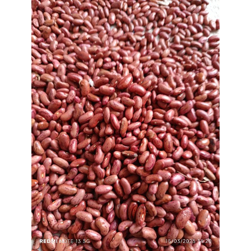

kacang merah premium