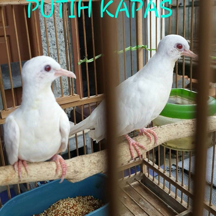 Burung Perkutut Putih Kapas Mata Merah Sepasang