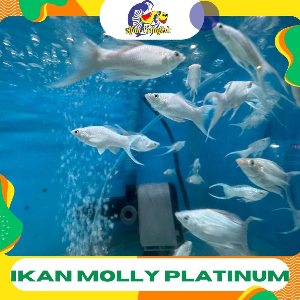Molly Platinum Ekor Cagak / Ikan Hias Aquascape