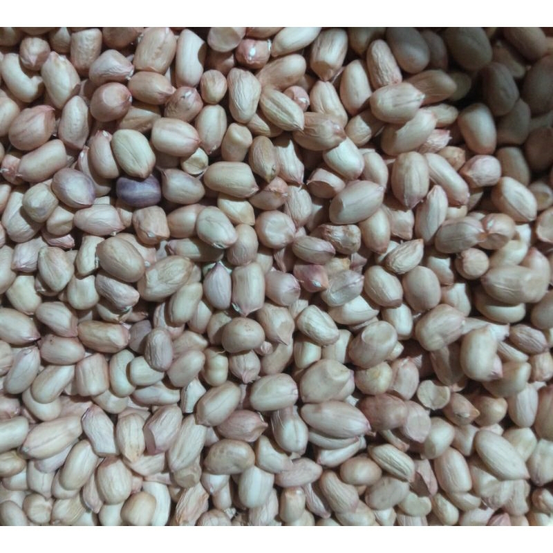 

kacang tanah