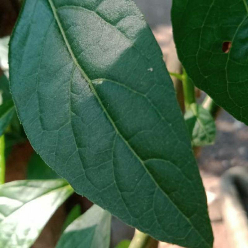 

daun africa daun herbal 500gram