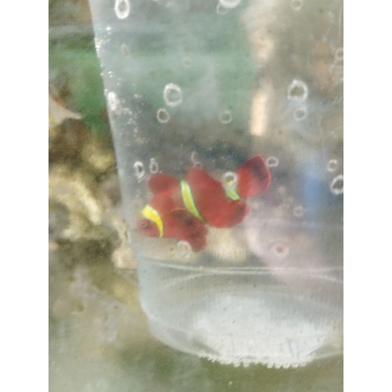 Ikan Hias Laut Balong Padang Size S